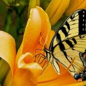 Motýlí dom Papilonia - Karlove Vary
