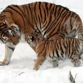 Oáza sibiřských tigrů