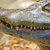 Protivíni krokodil állatkert