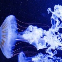 Svet medúz
