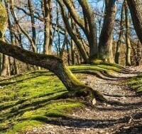 Národný park Bavorský les
