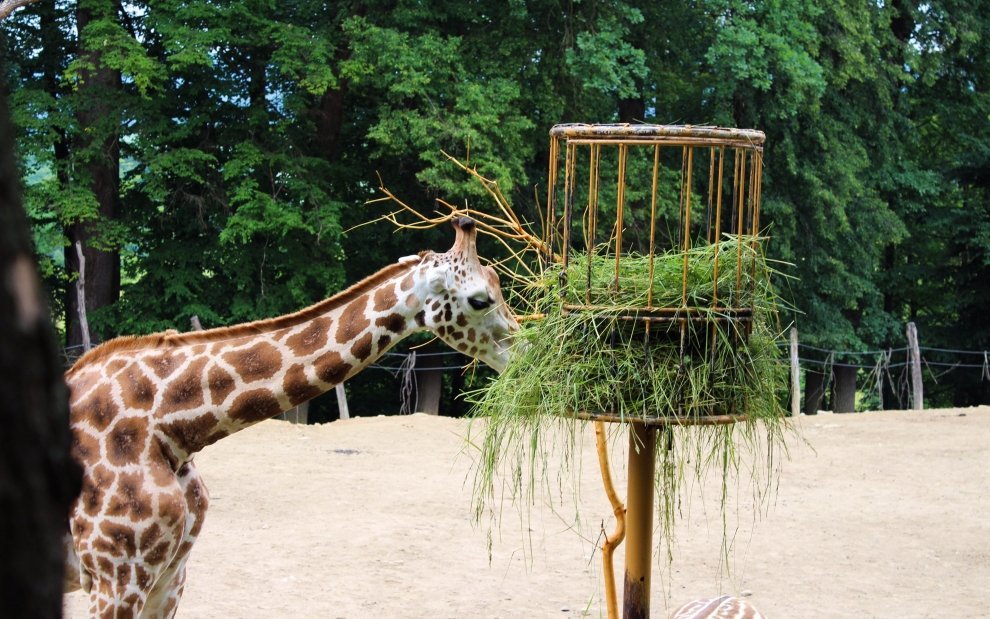 Zoo Zlín- Ĺešná