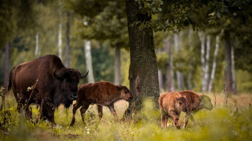 Bialowieza Erdő, Lengyelország