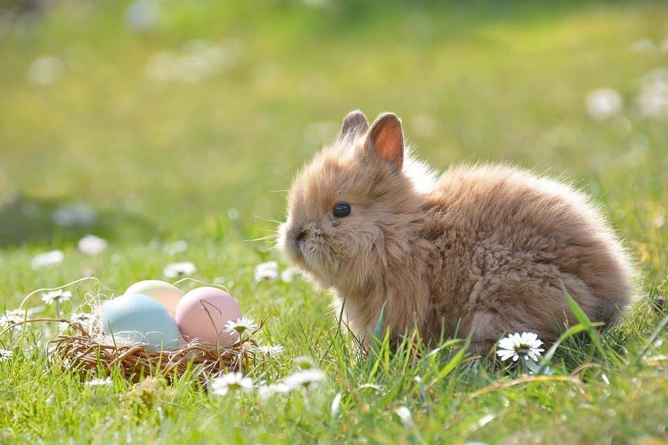 Velikonočný králiček