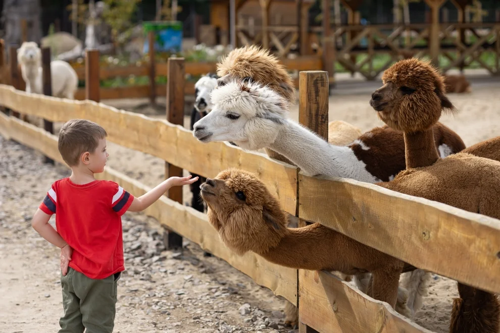 Nyíregyházi állatpak, Sóstó Zoo