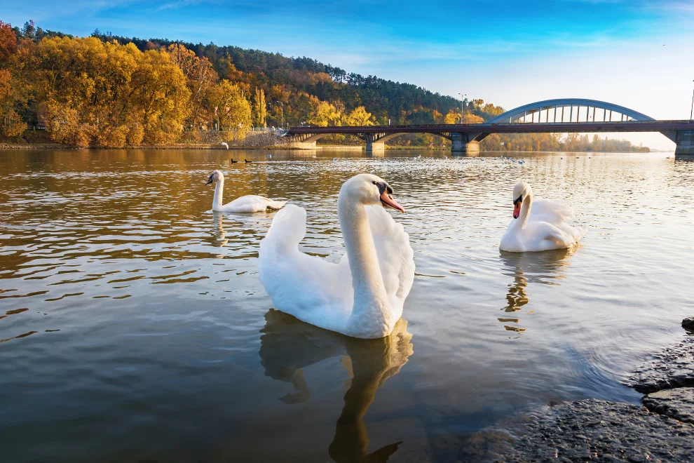 Trnavský kraj