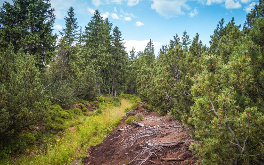 Krušné hory blízko hranic: Pobyt u Božídarského rašeliniště v Hotelu Sv. Hubert *** s polopenzí a parkováním