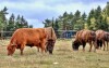 Westernové mestečko Šiklův mlýn, zábavný komplex Šikland