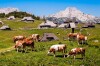 Velika Planina, Kamnicko-Savinjské Alpy
