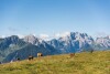 Kravy na pastvine, Chalets & Glamping Nassfeld by ALPS RESORTS, Kötschach, Rakúsko