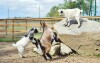 Mini ZOO, Resort Hulín, Sedlčany, stredné Čechy