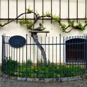 Dom starej révy v Maribore